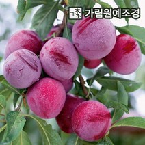 자두나무 가림원예조경, 대왕자두 R5cm결실주, 1개