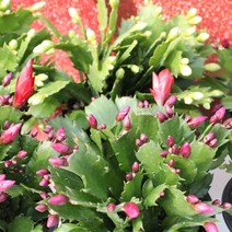 이삭 게발선인장(중품) 이쁜꽃이 매력적인 크리스마스선인장 공기정화식물