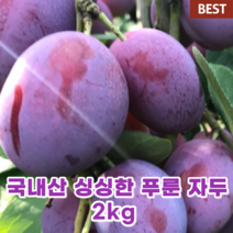 국내산 국산 푸룬 생과 자두 2kg 빅퍼플 프레지던트 블레킹 명절 선물 안동 푸룬 이색 과일 고당도 서양 보라색 자두
