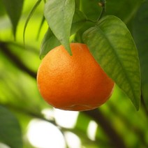 제주산 영양가득 노지 감귤, 1세트, 중대과 5kg