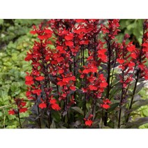 화려한 꽃색 자엽홍화숫잔대종자 10립 노지월동야생화꽃씨 관상용꽃 조경