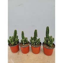 바닐라가든 귀면각 선인장40