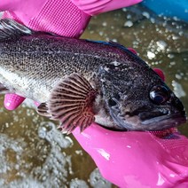 우럭회 필렛 500g 모듬회 손질후 국내산 회 배달, 옵션1. 우럭필렛 500g