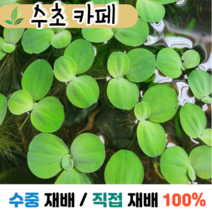 수초카페) 피시티아 sp 6뿌리 부상수초 초보수초 자연수초 관상수초 재배수초