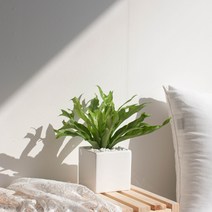 나루플랜트 실내 공기정화식물 화이트화분 공기청정 반려식물 인테리어식물, 1Ea, 아비스