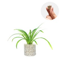 초보자도 키우기 쉬운 어항장식 포트수초 200종 모음, 34번) 미니링포트 사지타리아