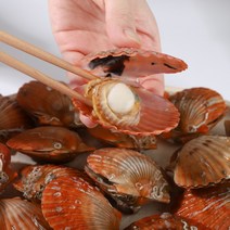 국산 통영 고성 홍가리비 1kg 2kg 3kg 4kg 5kg 생물 가리비 세척 대 특대 30미, 05. 홍가리비 5kg