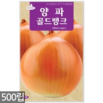 왜성적피 강낭콩 씨앗 30g - 콩씨 콩씨앗 씨 강낭콩씨 빨간강낭콩 붉은강낭콩씨앗 씨 강낭콩씨앗 주말농장 텃밭, 13_양파골드뱅크(500립)