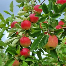 영천 루비에스 꼬마 미니사과 달콤 꿀사과 알프스오토메 한입사과, 루비에스 미니사과 4kg 56-80과내외, 1개