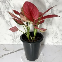 나만의화원 지리홍 아글라오네마 화려한잎