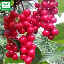 초록사랑 GAP인증 문경오미자생과 생오미자, 1개, 5kg