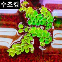[수초킹] 키우기 쉬운 살비니아 쿠쿠라타 / 수초맛집 목련 물배추 필란터스 플루이탄스 피시티아 sp. 루드위지아 세디올데스 긴코 생이가래 개구리밥 살비니아 쿠쿠라타 나탄스 부레옥잠, 15촉