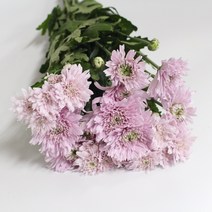 다이안타 생화택배 (고속터미널꽃시장 직배송) 꽃예꽃, 취소처리(취소선택시 다른꽃변경불가), 금~일요일 구매시 (화요일 도착)