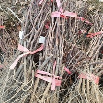 mba머루포도 묘목 1주 _ 270399EA, 본상품선택