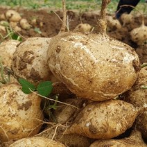 국내산 얌빈 히카마 감자 5kg