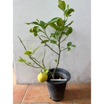 레몬나무-대품 (높이65cm 너비22cm), 1개