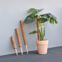 마이플랜트 [마이플랜트]수태봉 식물 몬스테라 지지대(40cm) 코코폴 연결형 화분지지대 지주대, 대-40cm