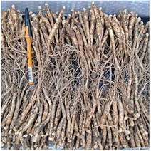 2년근 묘삼 1차 (750g)300종~400종 - 2채 인삼모종 수경재배 토경재배 무농약인증 인삼재배, 1개