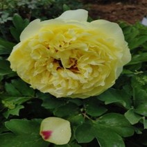 겹노랑 목단(모란)-1주(분달이)