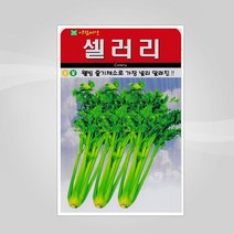 슬로시 슬로시 쌈채 씨앗, 셀러리1000립(아람)