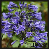 (나무농장) 수입숙근초 아가판서스 블랙부디스트