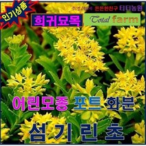 희귀야생화/포트묘/화분용/ 섬기린초 5주, 상세페이지 참조