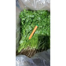 국내재배 고수 향신료 고수 동남아시아야채 고수, 고수 2kg