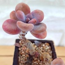 아메치스 목대꺽임 물이 들은 다육 식물 랜덤발송 분별도1-80