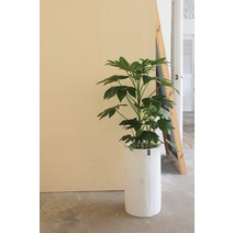 [개업축하화분/공기정화식물] 팔손이