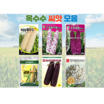 옥수수 씨앗 모음 찰 초당옥수수 얼룩 자홍 블랙베리 주말농장 텃밭 가드닝, 1.백광찰옥수수 150립