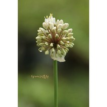 묵은둥이 튼실한2촉 토종 산마늘 (명이나물)