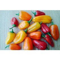 미니파프리카 1kg, 500g