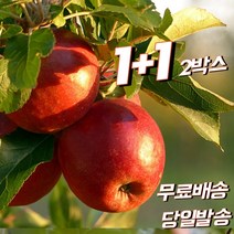 1+1 (2박스) 산지직송 경북 영천 꿀사과 부사 껍질째먹는 신선한 고당도 5키로 10키로 5kg 10kg