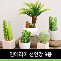 인테리어 선인장9종, 5번