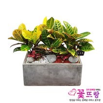 꽃뜨랑 개업화분 전국당일꽃배달 스투키 행운목 금전수 황금죽, 1개, a14 크로톤모듬