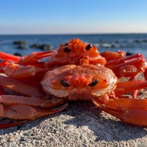 동해안 B급 자숙연지홍게 3KG 10-13미 (수율 40~60%), 단품