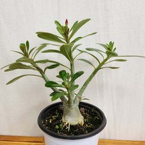 [무지개정원] 꽃대있는 석화 30-40cm 아데니움오베숨 미니바오밥