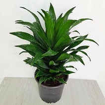 [와우초이스] 콤펙타(중) 콤팩타키우기 먼지정화에 탁월한 실내공기 #177EA, 쿠팡 본상품선택