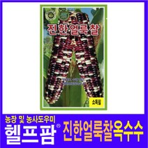 헬프팜 진한얼룩이옥수수 80립 씨앗 종자 KS종묘