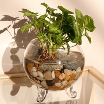 아침향기 자연가습기 수경재배 실내공기정화식물, 1개, 천연가습기 DIY 수경 싱고니움