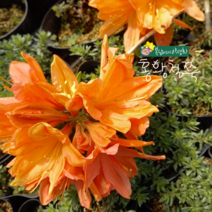 홍 황철쭉 [2포트]실생3년차(복남이네 야생화 꽃나무 아잘레아 azalea 오렌지 여름)