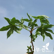 [나무인] 민엄나무 묘목 가시없는엄나무 2그루