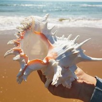 철갑상어키우기 구피암컷 베타암컷 천연어항조경소라선반공예품청도수퍼소라조개천수나해저세상, 03 1819센티