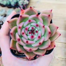 가르시아 다육이 7.5cm