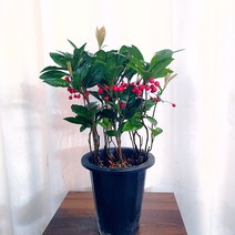 하늘꽃농원 귀여운 빨간 열매가 열리는 천냥금 분치