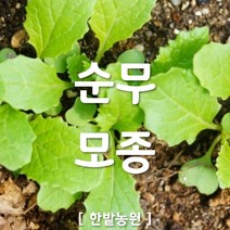채소 모종 ~ 각종 묘종. 베란다 텃밭 세트 공기정화식물 허브 씨앗 채소모종 ~, H099 자색무(보라무) 모종 2개