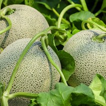 황금열매 국산 전라남도 프리미엄 고당도 꿀 머스크 메론 멜론, 멜론4개입 6kg이상 (선물용)