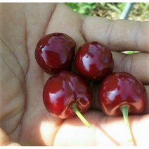 향수묘목농원 자가수정체리 라핀 2년생화분묘, 1개