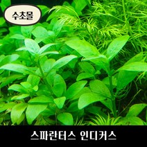 [수초몰] 스파란터스 인디커스 키우기 쉬운 수초, (특가) 7촉