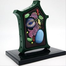 중학교화학 교육용 식물세포 장식모형 초등과학 인테리어소품 홈스쿨 분자구조 자유학